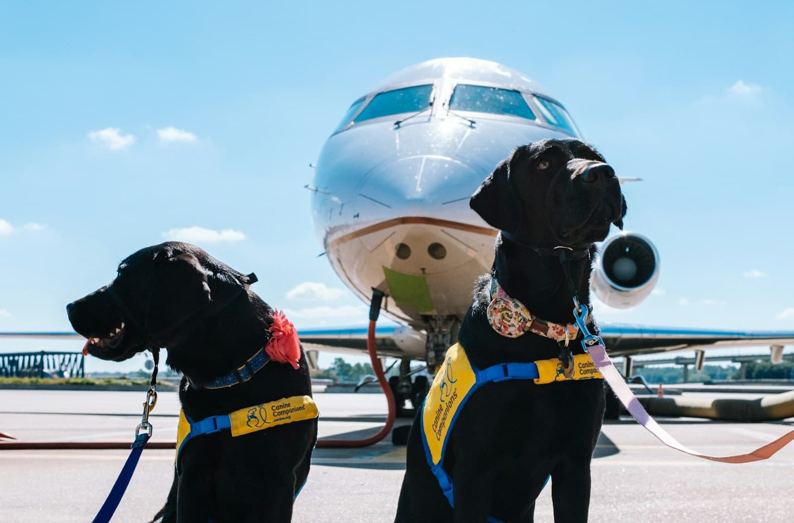 Bark Air private jet pet travel Italy