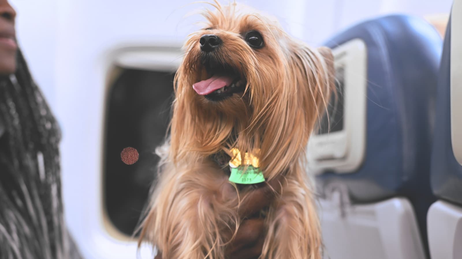 Pet-friendly luxury travel Italy